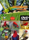 DVD 02 - P�ssaros Livres - Sons P�ssaros Brasil